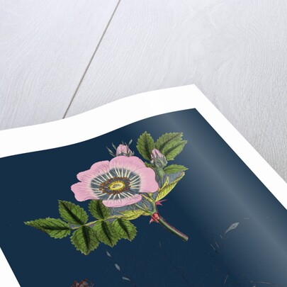 Rosa Canina; Common Dog-Rose by Anonymous