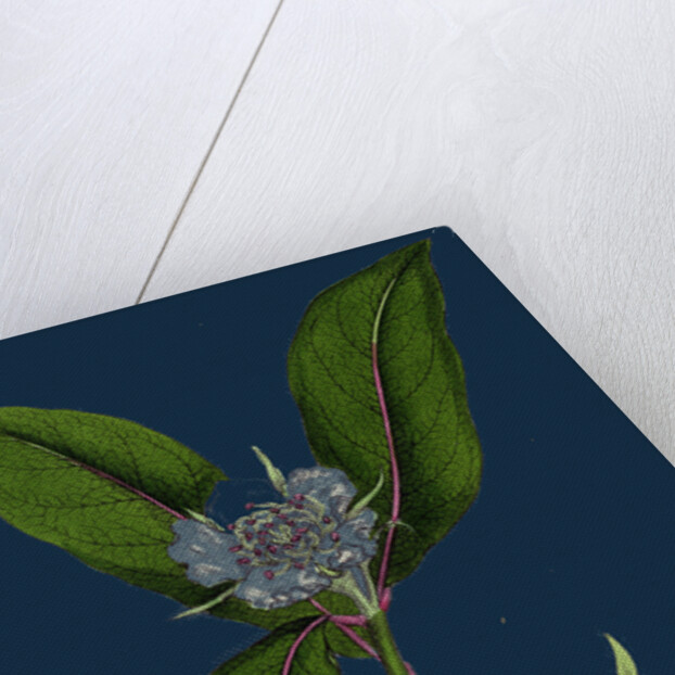 Mespilus Germanica; Wild Medlar by Anonymous