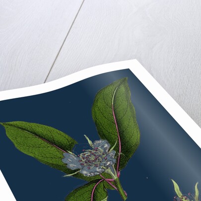 Mespilus Germanica; Wild Medlar by Anonymous