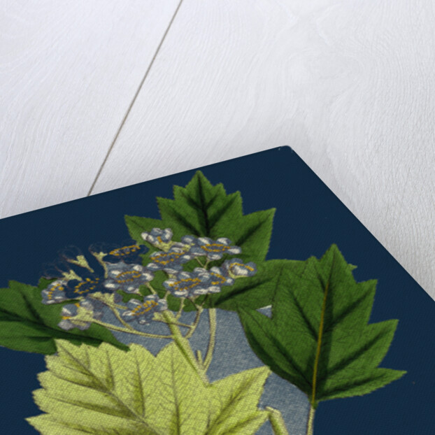 Pyrus Torminalis; Wild Service-Tree by Anonymous