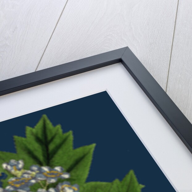 Pyrus Torminalis; Wild Service-Tree by Anonymous