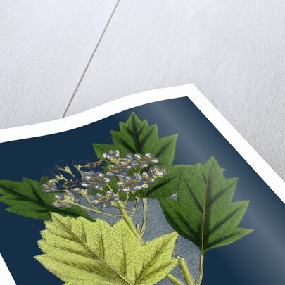 Pyrus Torminalis; Wild Service-Tree by Anonymous