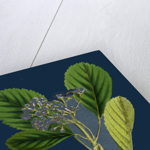 Pyrus Rupicola; Rock White-Beam by Anonymous