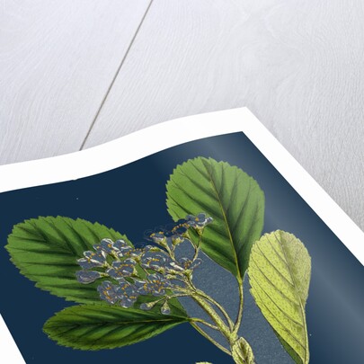 Pyrus Rupicola; Rock White-Beam by Anonymous