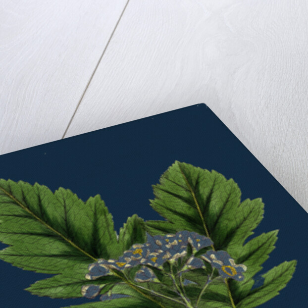 Pyrus Fennica; Bastard Mountain-Ash by Anonymous