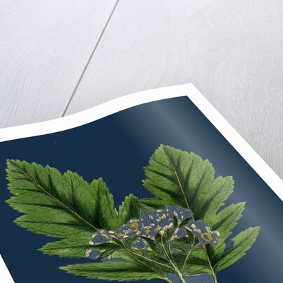 Pyrus Fennica; Bastard Mountain-Ash by Anonymous