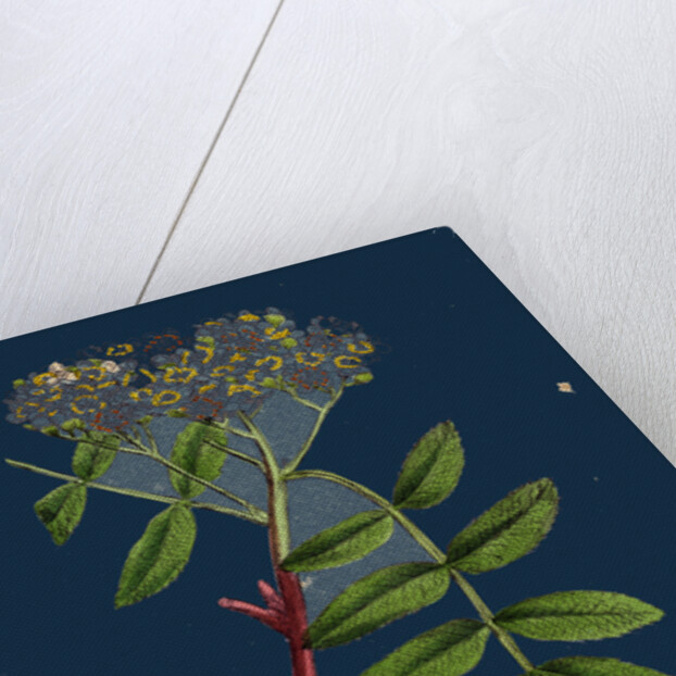 Pyrus Aucuparia; Mountain-Ash by Anonymous