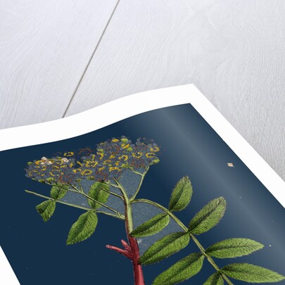 Pyrus Aucuparia; Mountain-Ash by Anonymous