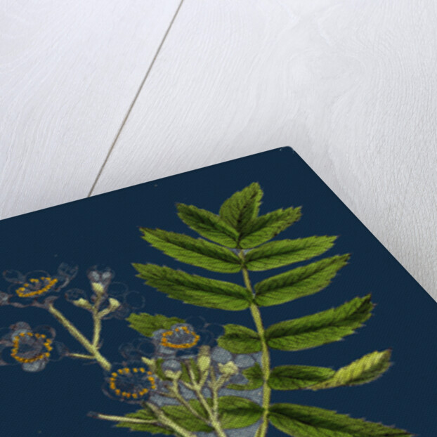 Pyrus Domestica; Service-Tree by Anonymous