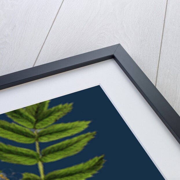 Pyrus Domestica; Service-Tree by Anonymous