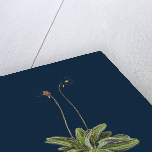 Pinguicula Lusitanica; Pale Butterwort by Anonymous