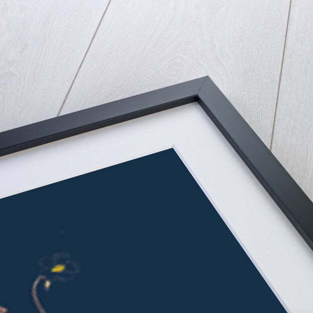 Pinguicula Lusitanica; Pale Butterwort by Anonymous