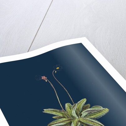 Pinguicula Lusitanica; Pale Butterwort by Anonymous