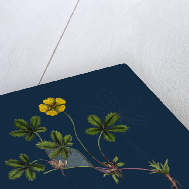 Potentilla Reptans; Creeping Cinquefoil by Anonymous