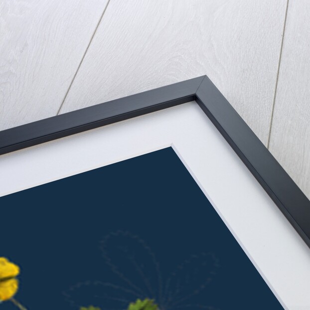 Potentilla Reptans; Creeping Cinquefoil by Anonymous