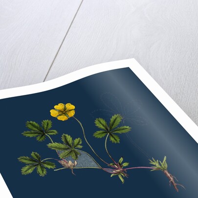 Potentilla Reptans; Creeping Cinquefoil by Anonymous