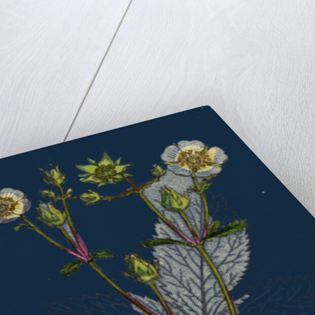 Potentilla Rupestris; Strawberry-Flowered Cinquefoil by Anonymous