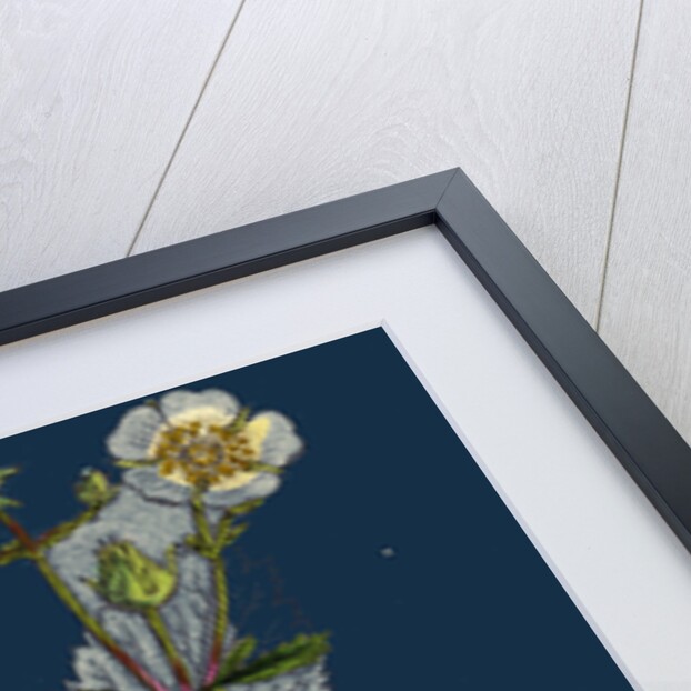 Potentilla Rupestris; Strawberry-Flowered Cinquefoil by Anonymous