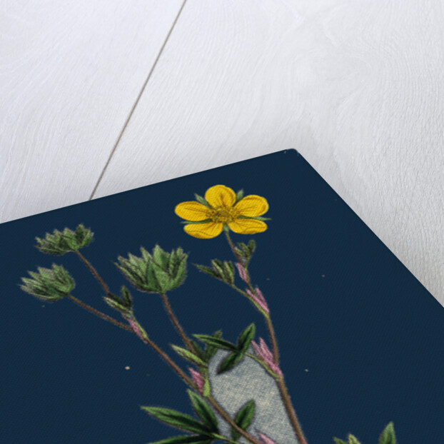 Potentilla Fruticosa; Shrubby Cinquefoil by Anonymous