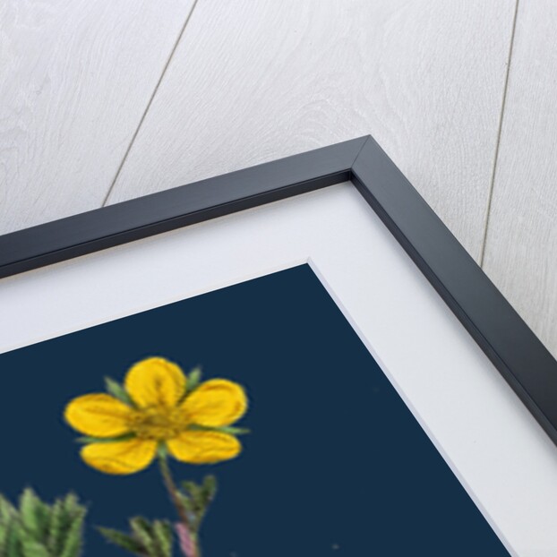 Potentilla Fruticosa; Shrubby Cinquefoil by Anonymous