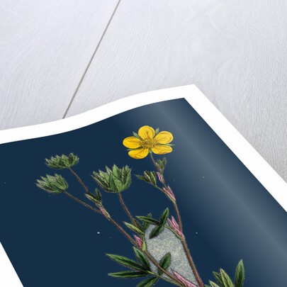 Potentilla Fruticosa; Shrubby Cinquefoil by Anonymous