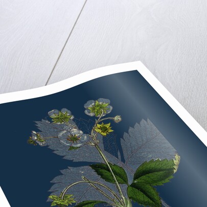 Fragaria Elatior; Hautbois Strawberry by Anonymous