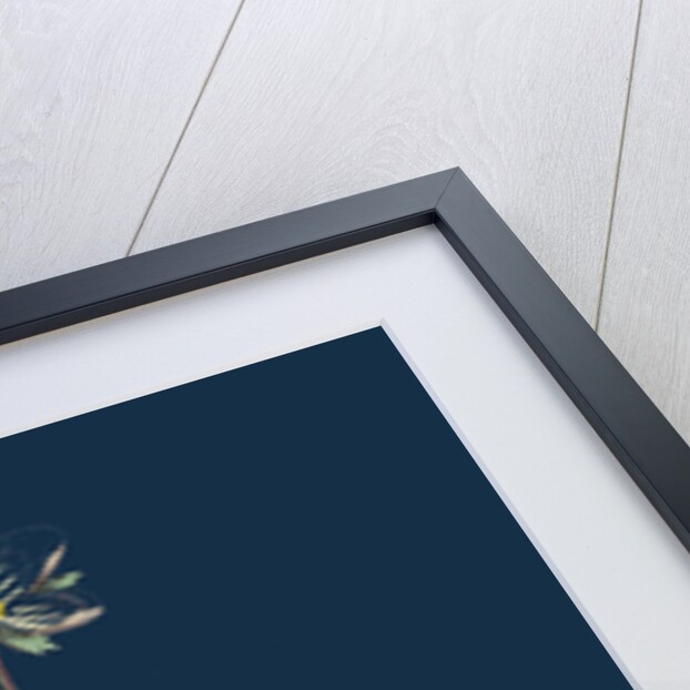 Rubus Chamaemorus; Cloudberry by Anonymous