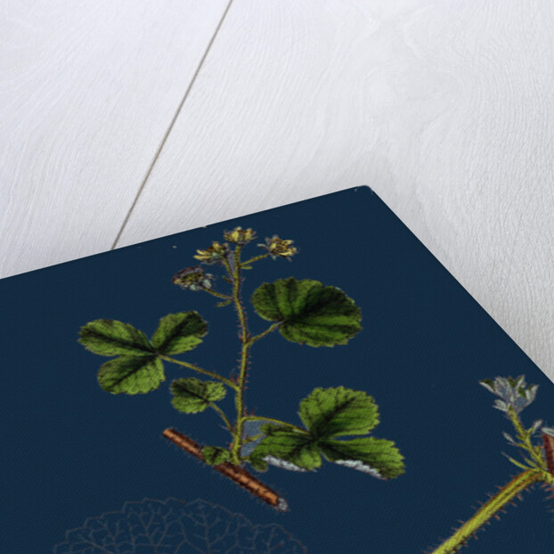 Rubus Leesii; Lees' Raspberry by Anonymous