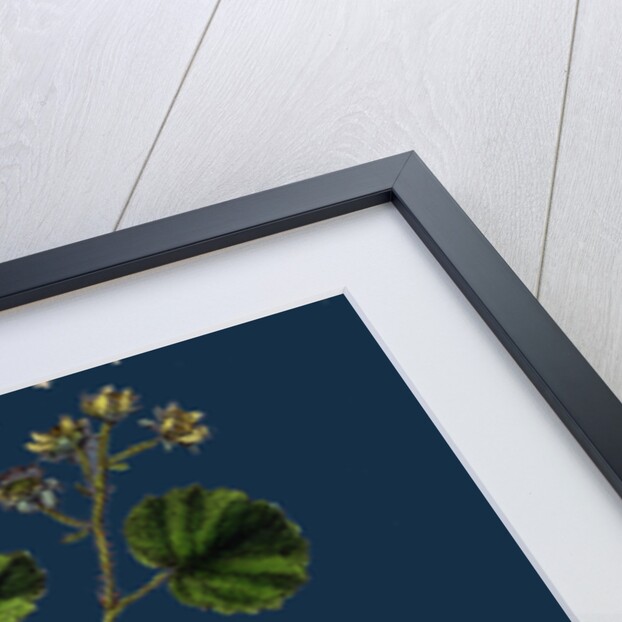 Rubus Leesii; Lees' Raspberry by Anonymous