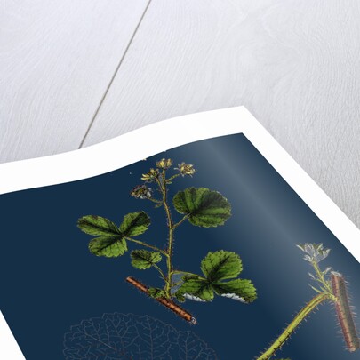 Rubus Leesii; Lees' Raspberry by Anonymous