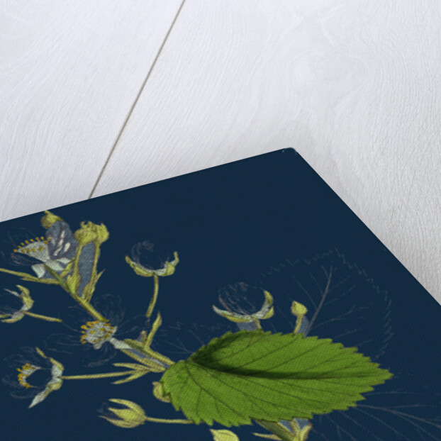 Rubus Suberectus; Suberect Bramble by Anonymous