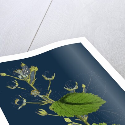 Rubus Suberectus; Suberect Bramble by Anonymous