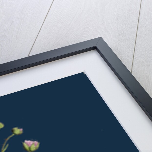 Rubus Mucronulatus; Cuspidate-Leaved Bramble by Anonymous