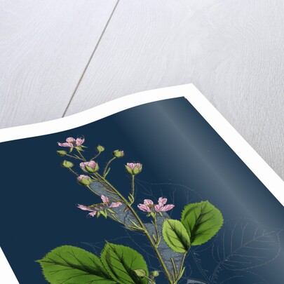 Rubus Mucronulatus; Cuspidate-Leaved Bramble by Anonymous