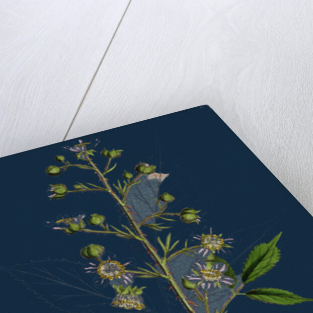 Rubus Radula; File-Stemmed Bramble by Anonymous