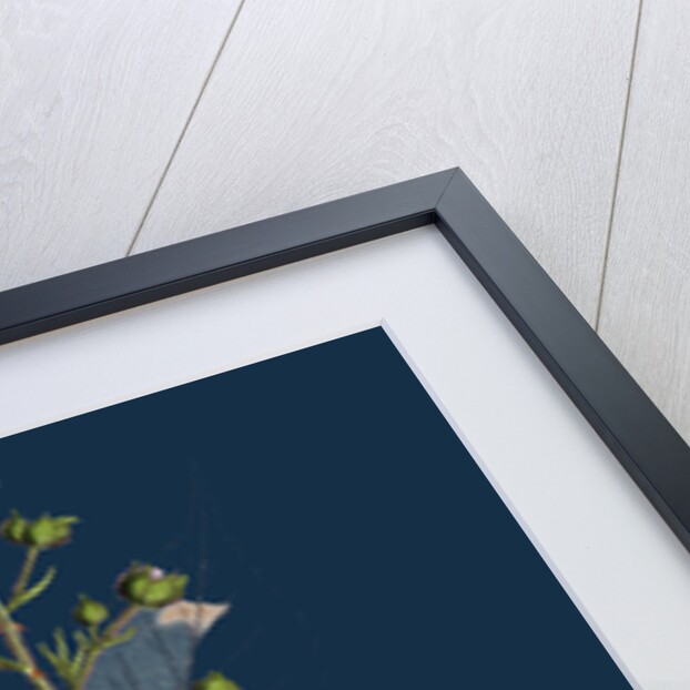 Rubus Radula; File-Stemmed Bramble by Anonymous