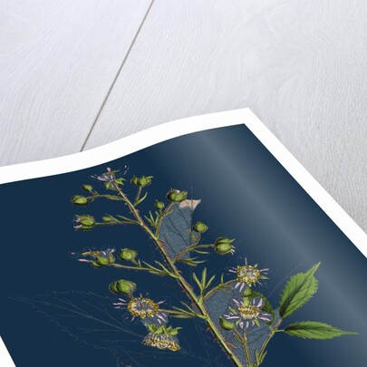 Rubus Radula; File-Stemmed Bramble by Anonymous