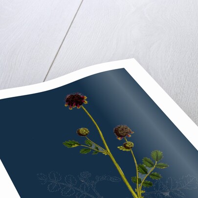 Poterium Sanguisorba; Common Salad Burnet by Anonymous