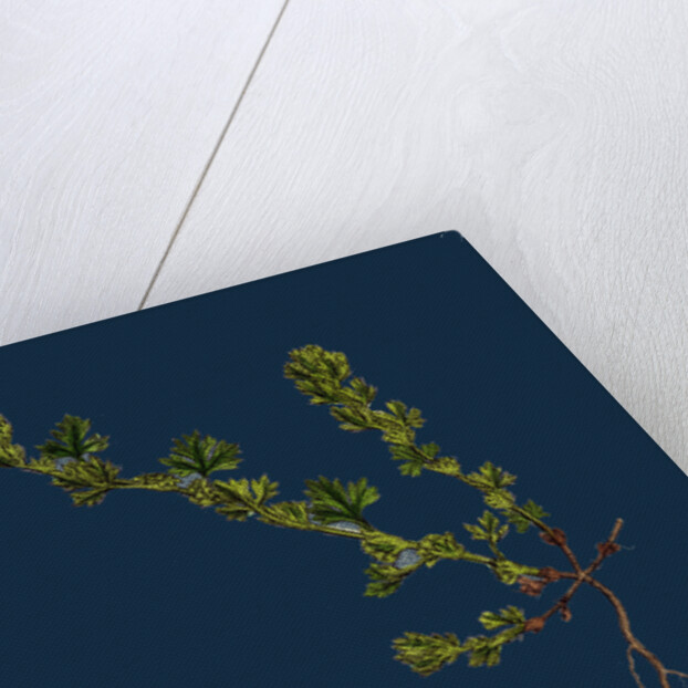 Alchemilla Arvensis; Parsley-Piert by Anonymous