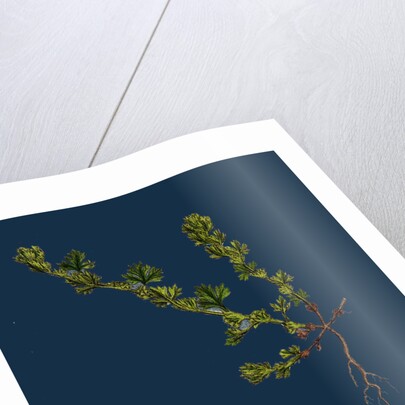 Alchemilla Arvensis; Parsley-Piert by Anonymous