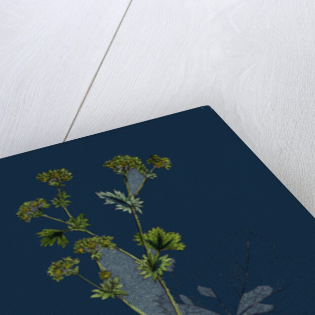 Alchemilla Vulgaris; Common Lady's-Mantle by Anonymous