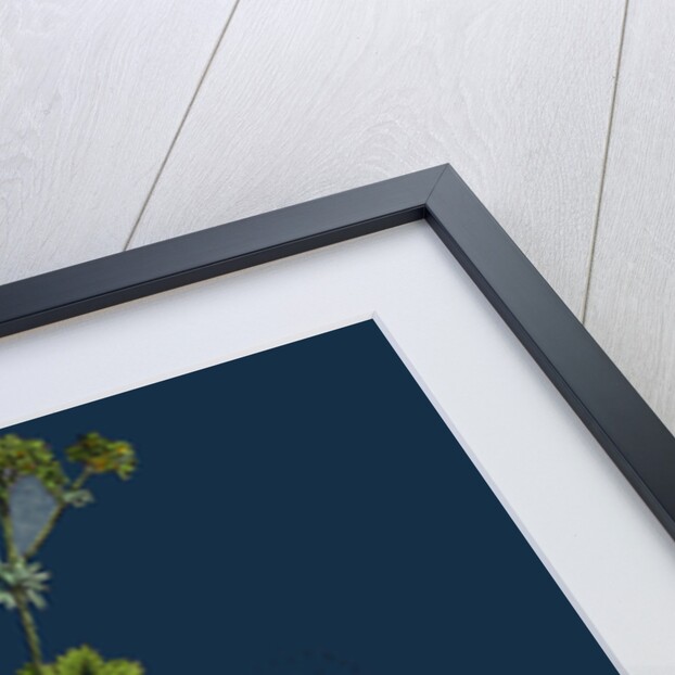 Alchemilla Vulgaris; Common Lady's-Mantle by Anonymous