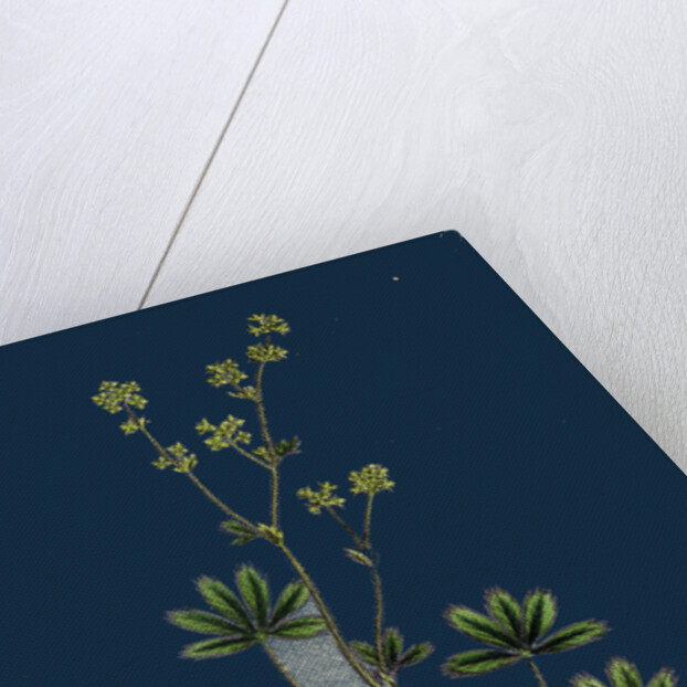 Alchemilla Alpina; Alpine Lady's-Mantle by Anonymous