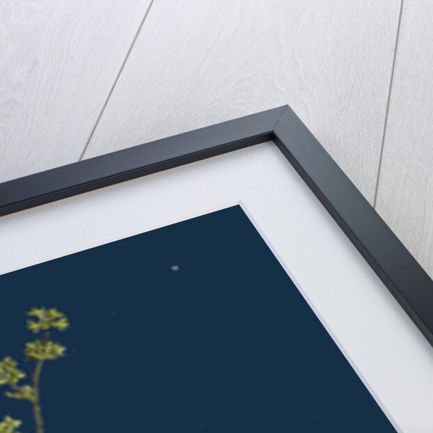 Alchemilla Alpina; Alpine Lady's-Mantle by Anonymous