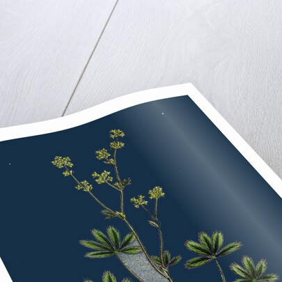 Alchemilla Alpina; Alpine Lady's-Mantle by Anonymous