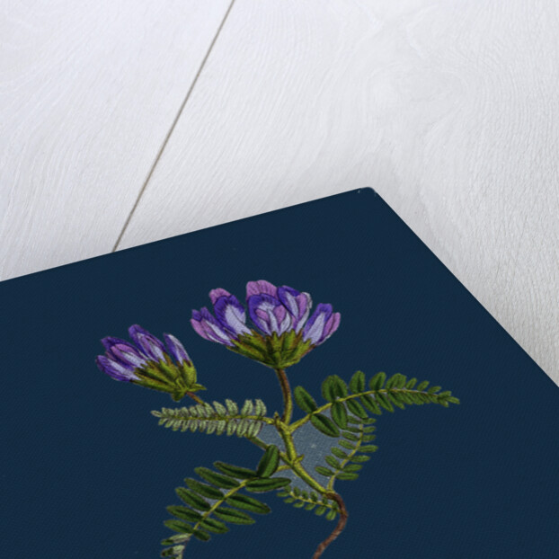 Astragalus Hypoglottis; Purple Milk-Vetch by Anonymous