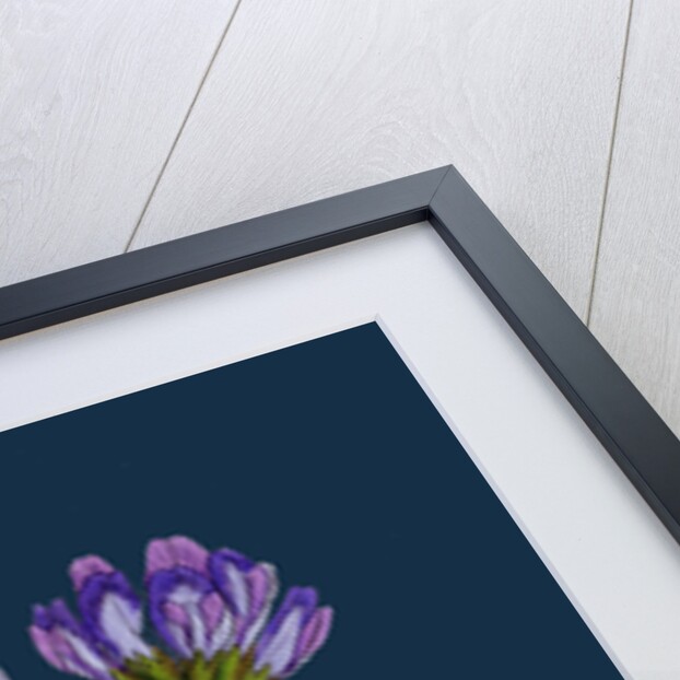 Astragalus Hypoglottis; Purple Milk-Vetch by Anonymous