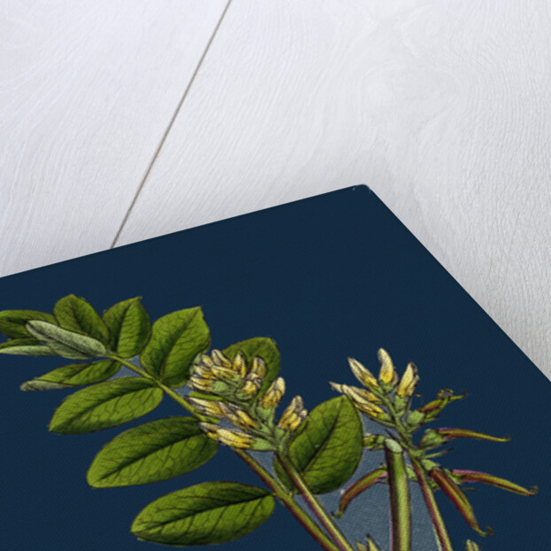 Astragalus Glycyphyllus; Sweet Milk-Vetch by Anonymous