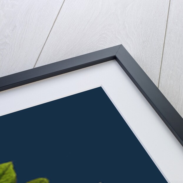 Astragalus Glycyphyllus; Sweet Milk-Vetch by Anonymous