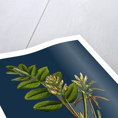 Astragalus Glycyphyllus; Sweet Milk-Vetch by Anonymous